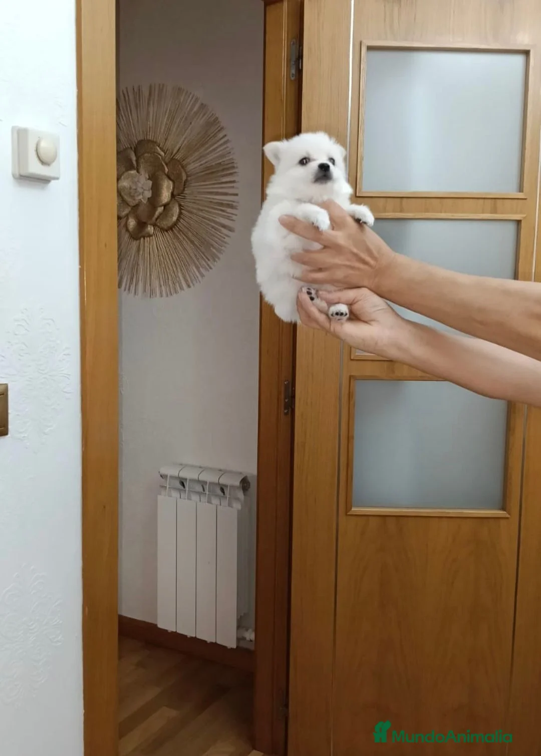 Pomerania perros en venta: Impresionantes hembras d3 pomerania  - Anuncio 2