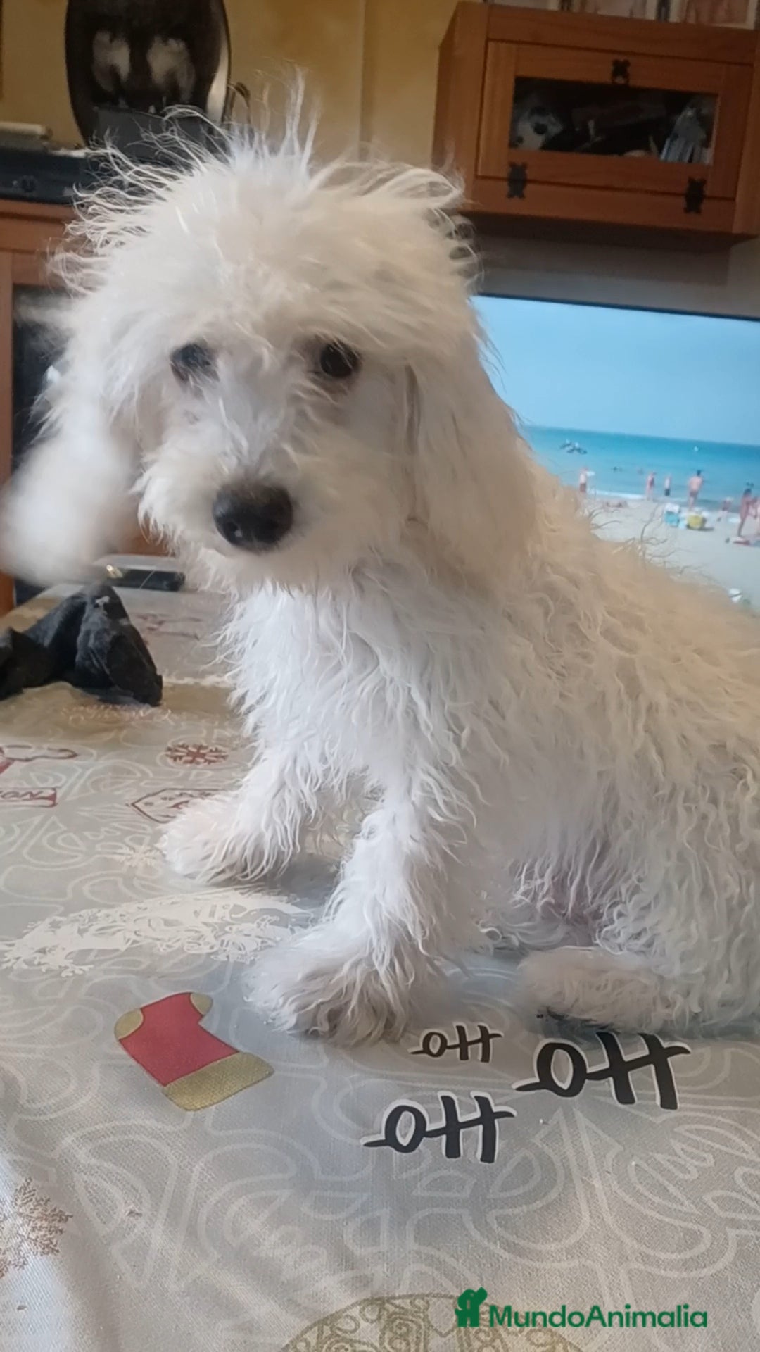 Caniche Toy perros en venta: Caniche toy - Imagen 2