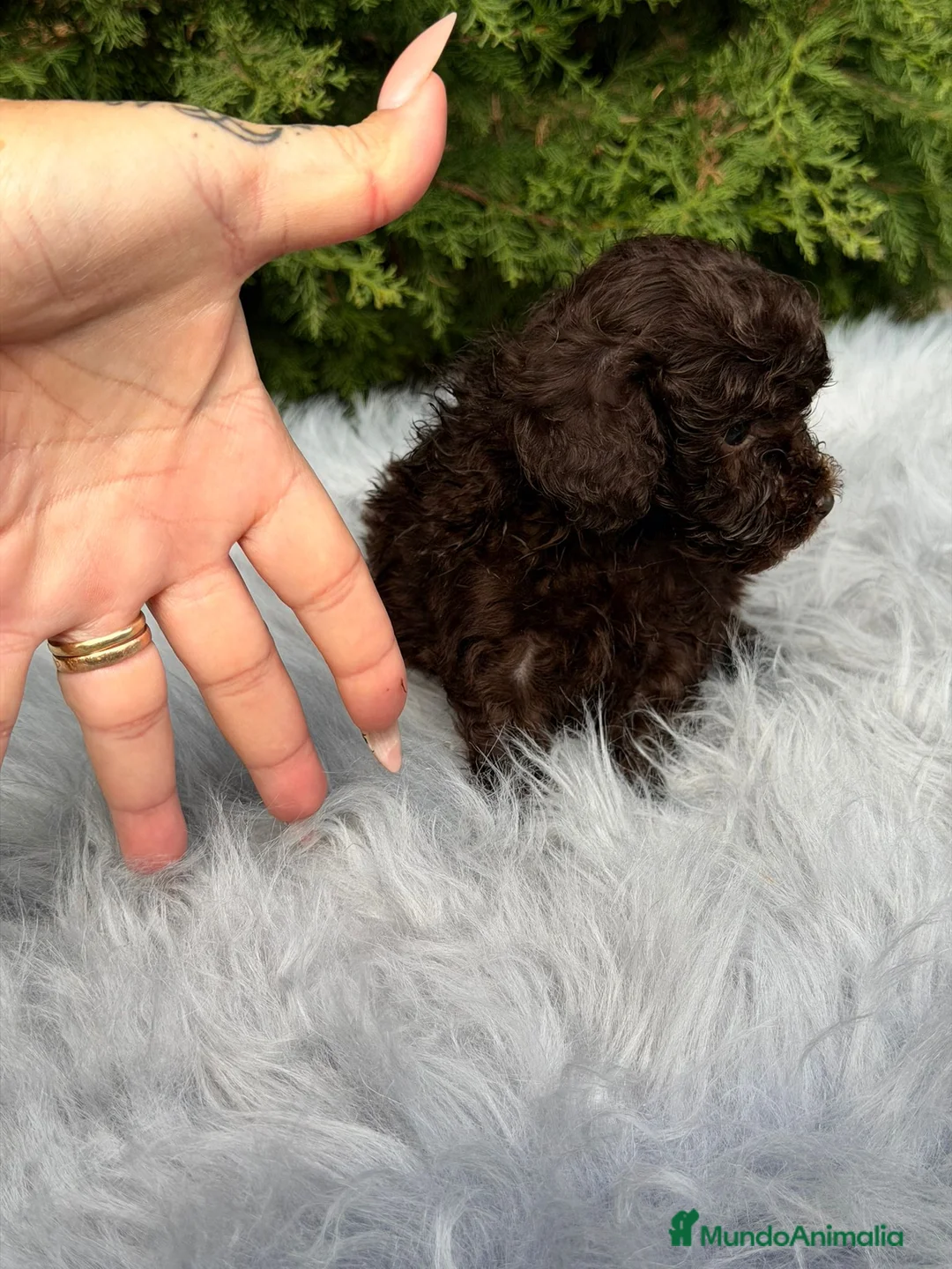 Maltipoo perros en venta: Maltipoo chocolate - Anuncio 8