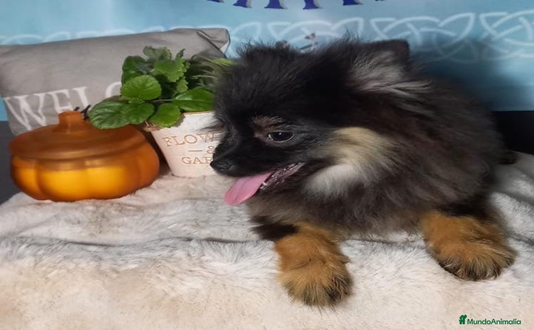 Pomchi perros Último macho de pomerania  - Anuncio 4
