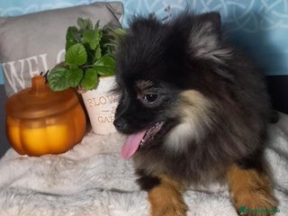 Pomchi perros Último macho de pomerania - Anuncio 5