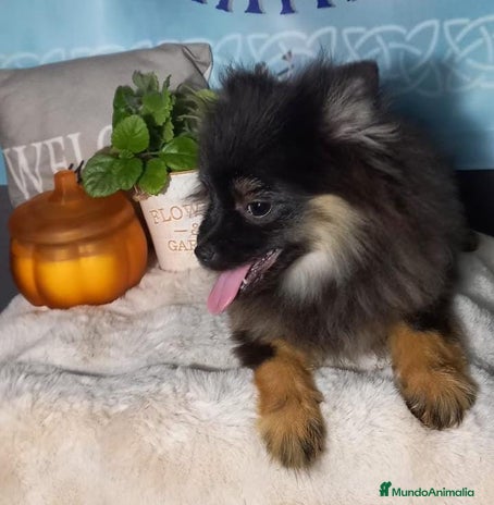 Pomchi perros Último macho de pomerania - Anuncio 7
