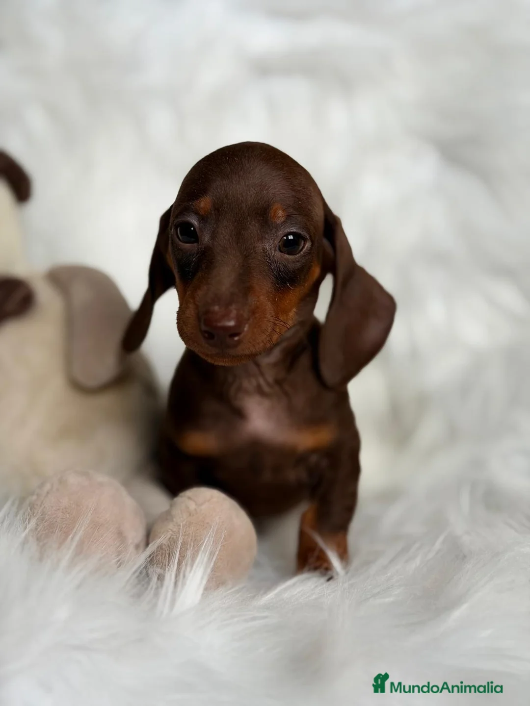 Teckel Miniatura perros en venta: CAMADA DE TECKEL MINIATURA - Anuncio 4