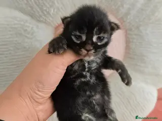 Maine Coon gatos Gatitos maine coon - Anuncio 1