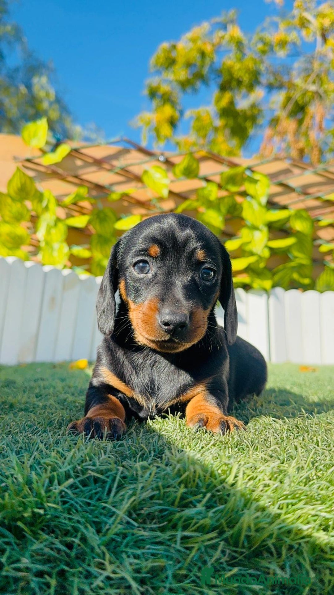 Teckel Miniatura perros en venta: TECKEL MINIATURA - Anuncio 26