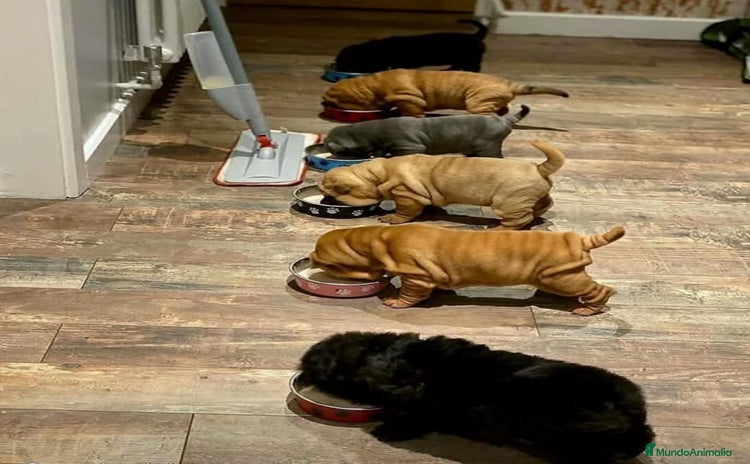 Shar Pei perros - Propaganda 1