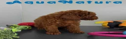 Caniche Toy perros en venta: Caniche Macho 1915 AQUANATURA - Anuncio 6