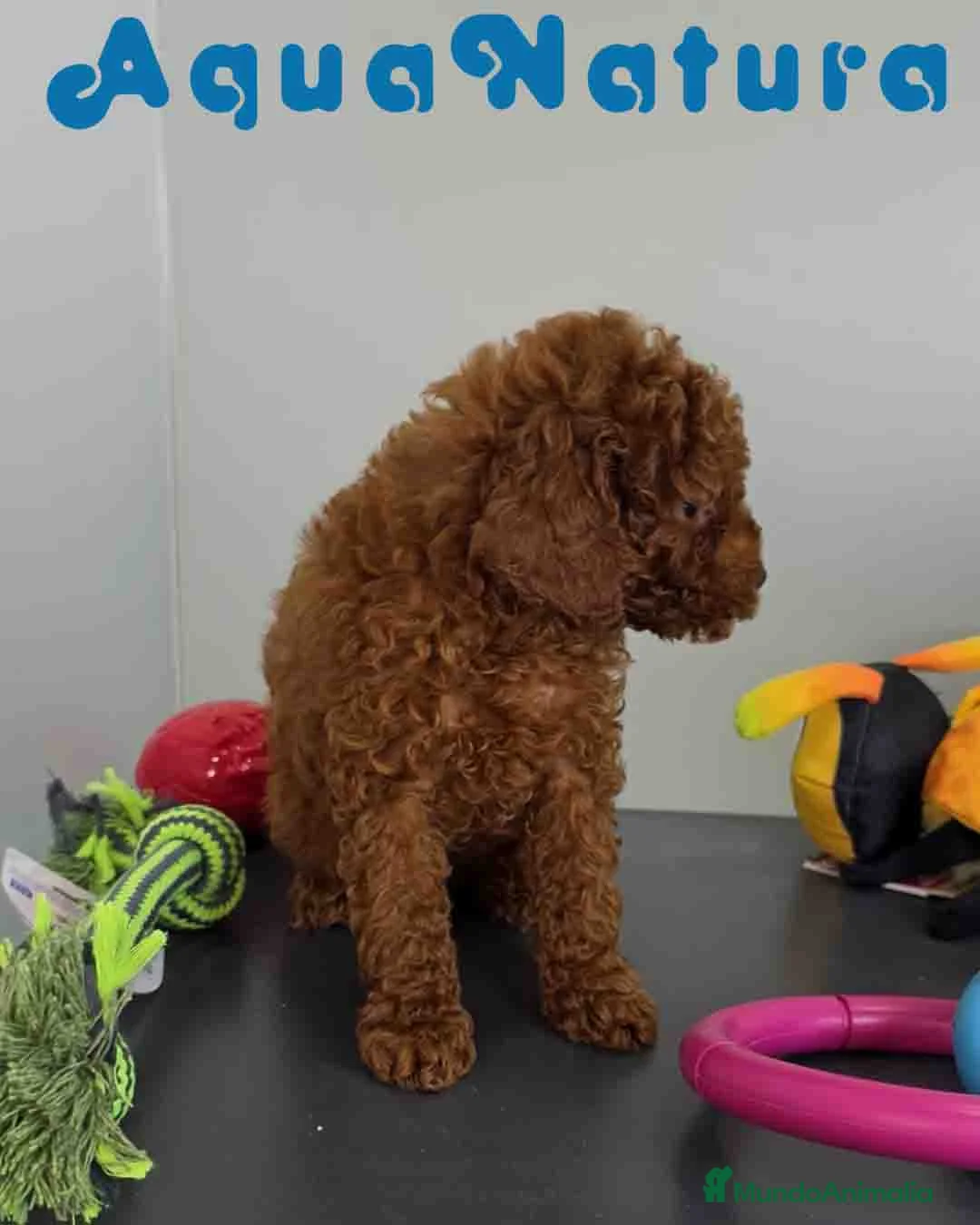 Caniche Toy perros en venta: Caniche Macho 1915 AQUANATURA - Anuncio 6