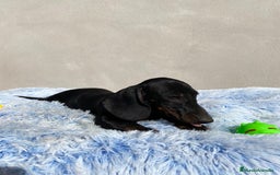 Teckel Miniatura perros en venta: TECKEL MINIATURA  - Imagen 5