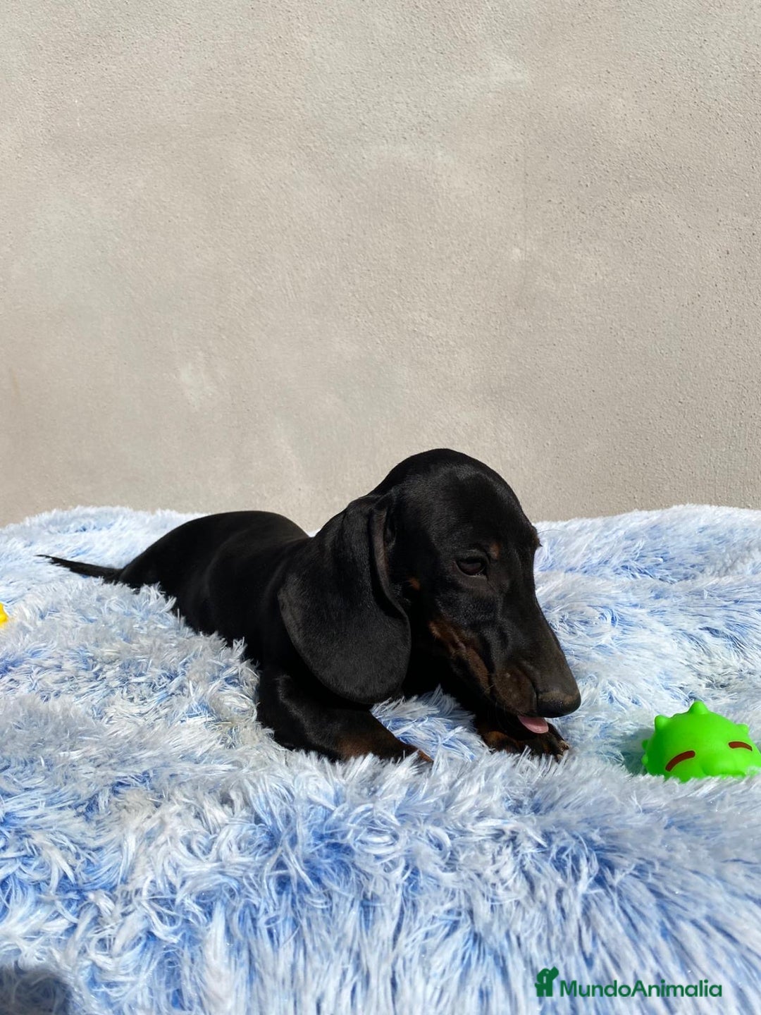 Teckel Miniatura perros en venta: TECKEL MINIATURA  - Imagen 5