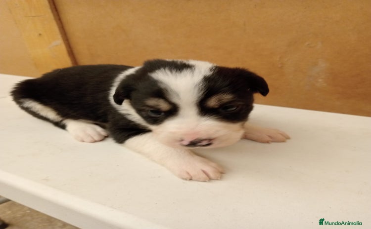 Border Collie perros - Anuncio 3