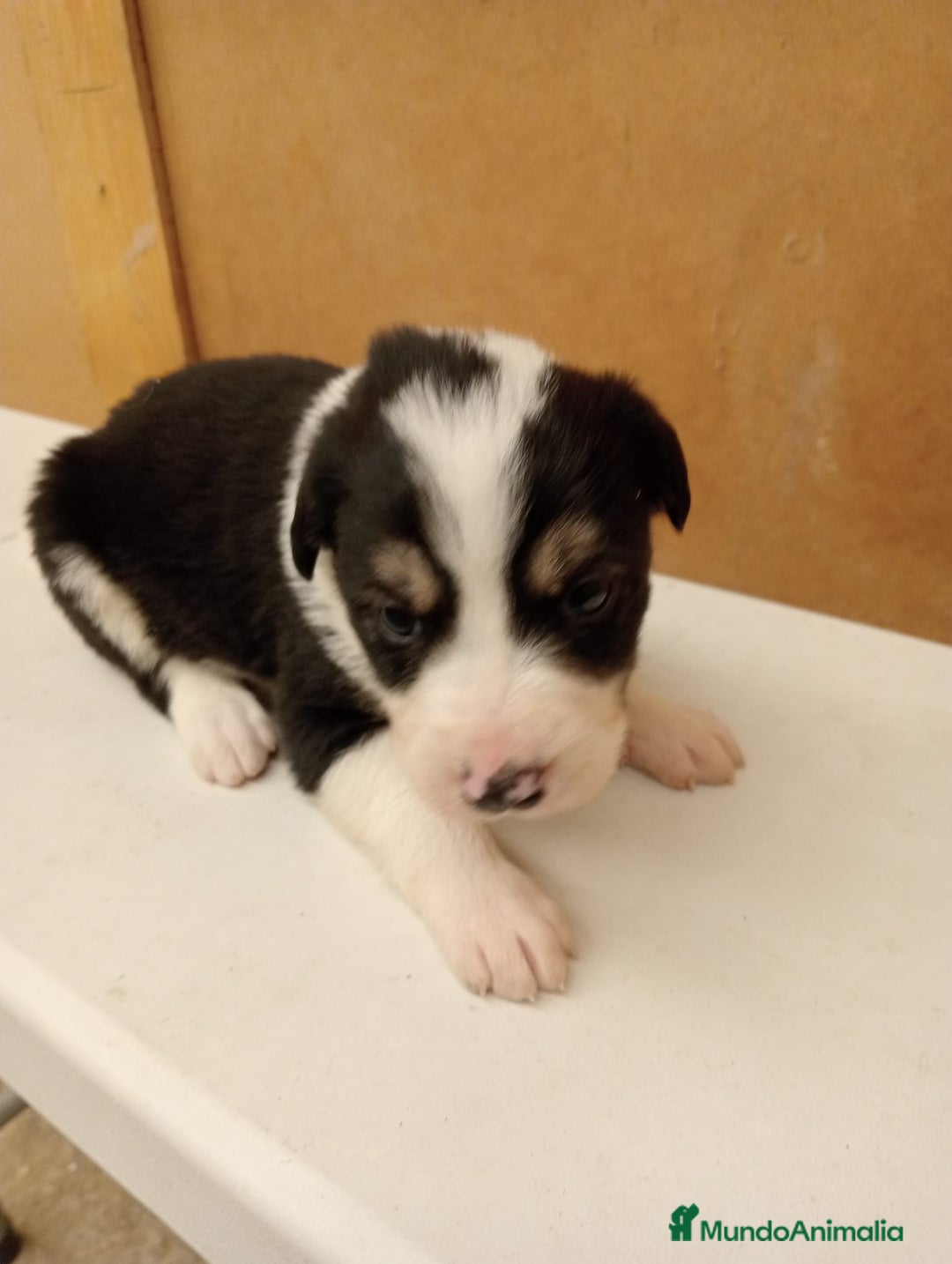 Border Collie perros en venta: Border collie  - Imagen 1