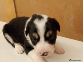 Border Collie perros - Anuncio 22