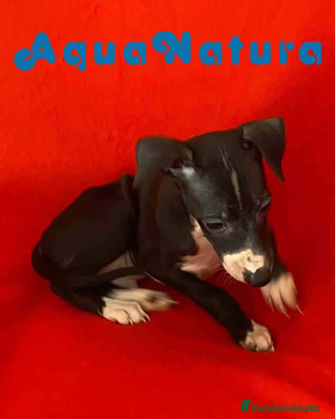 Pequeño Lebrel Italiano perros en venta: Lebrel Italiano Macho 7348 de BN - AQUANATURA en Barcelona - Anuncio 8