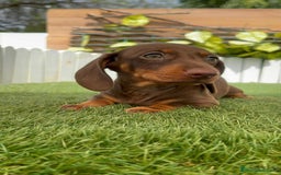 Teckel perros en venta: TECKEL HEMBRA CHOCOLATE MINIATURA  - Imagen 15