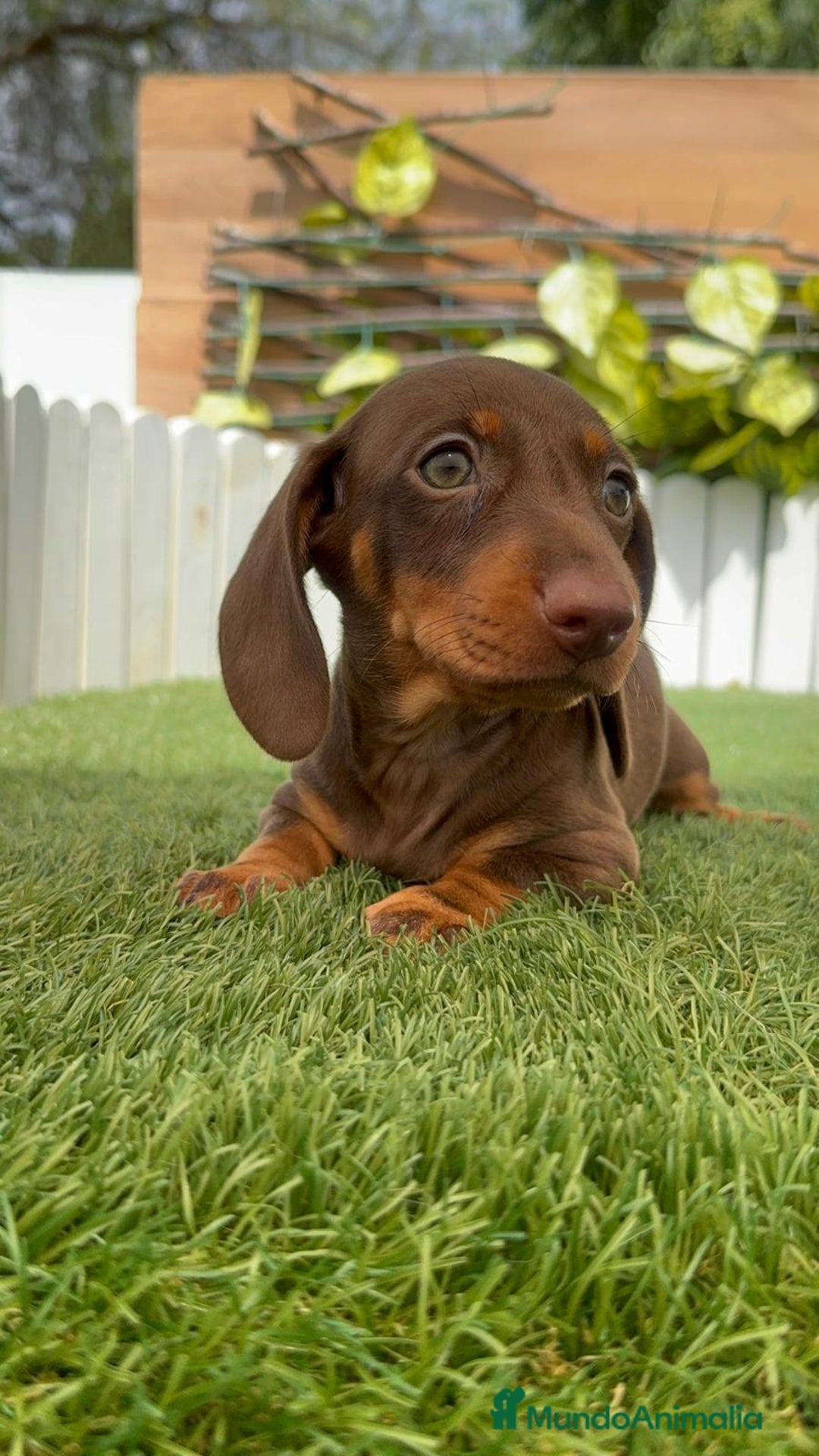 Teckel perros en venta: TECKEL HEMBRA CHOCOLATE MINIATURA  - Imagen 15