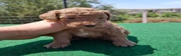 Caniche Toy perros en venta: Caniches toy machos - Anuncio 1