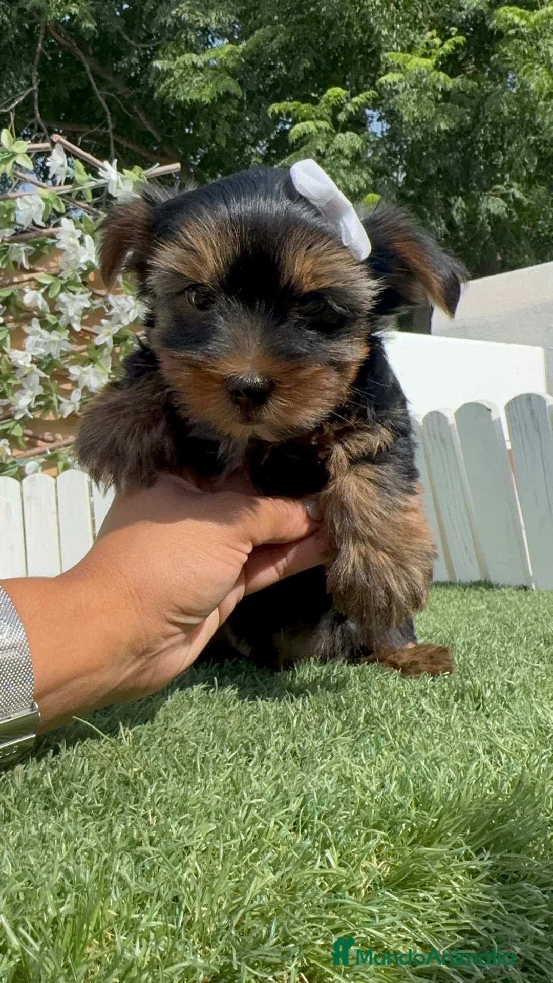 Yorkshire Terrier perros en venta: YORKSHIRE TERRIER - Anuncio 1