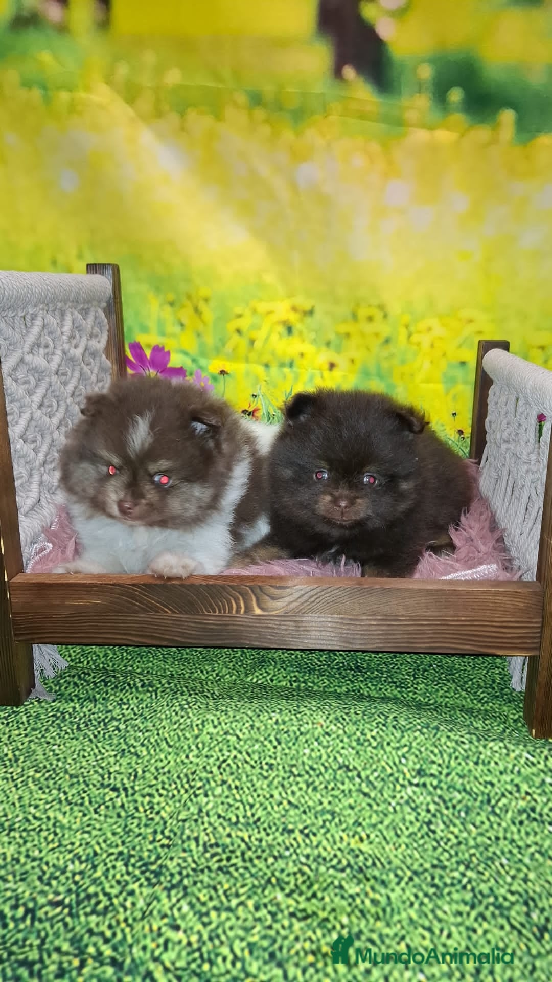 Pomerania perros en venta: Pomerania chocolate macho  - Anuncio 2
