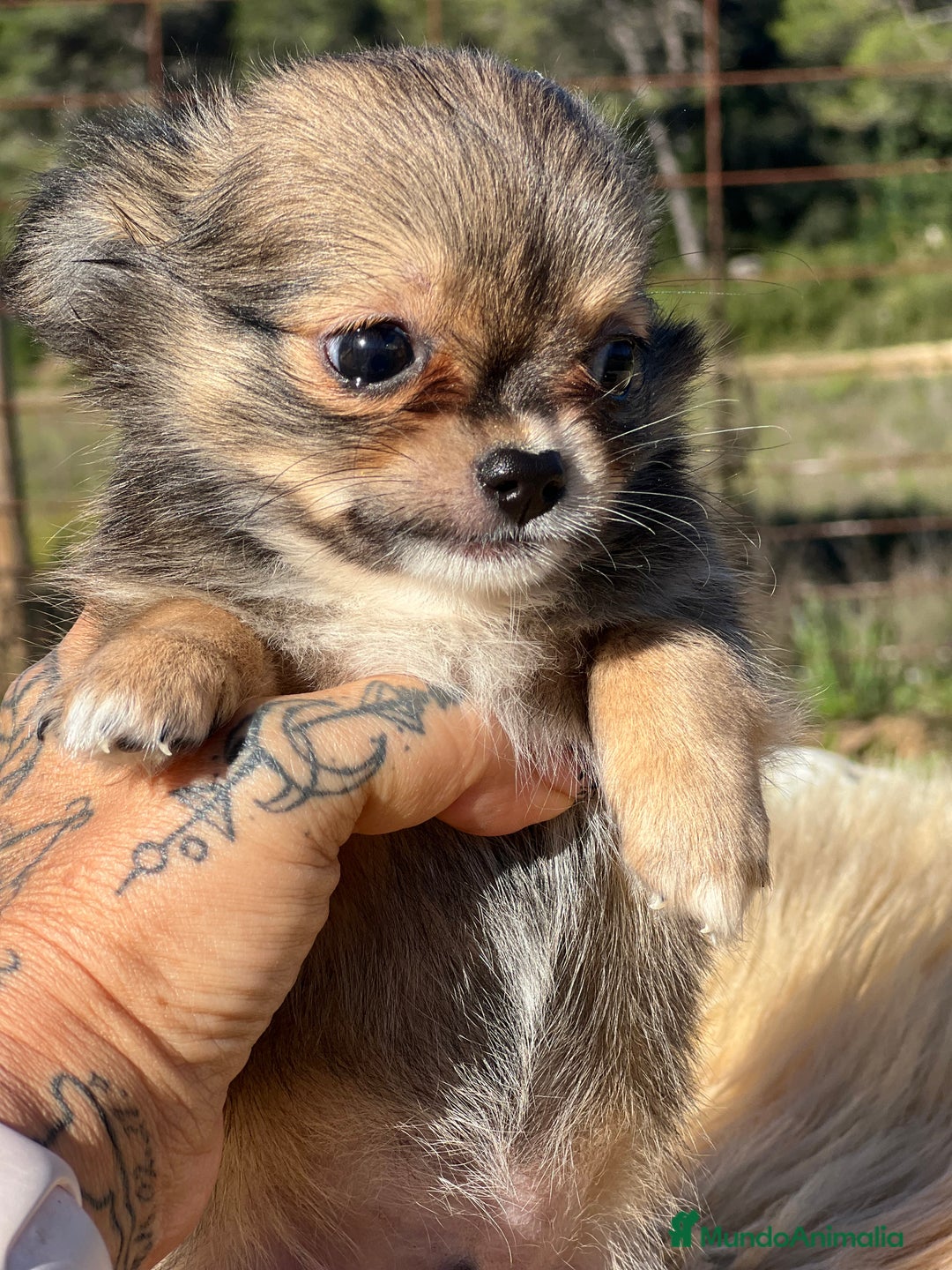 Chihuahua perros en venta: Chihuahua leonado toy  - Imagen 3