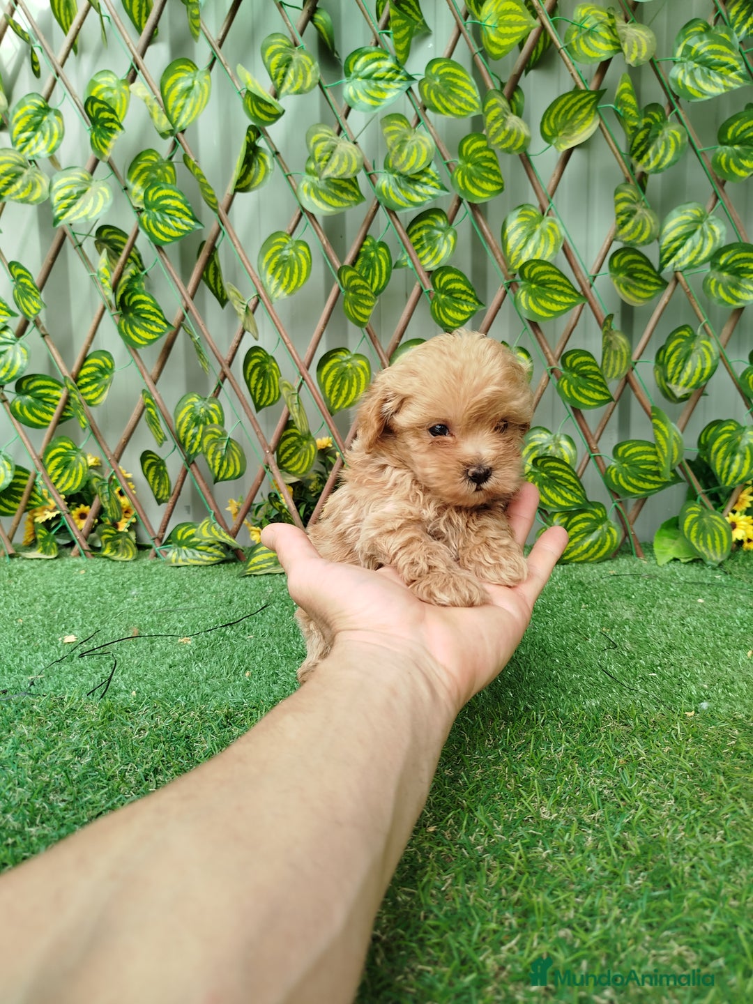Maltipoo perros en venta: Maltipoo toy  - Imagen 2