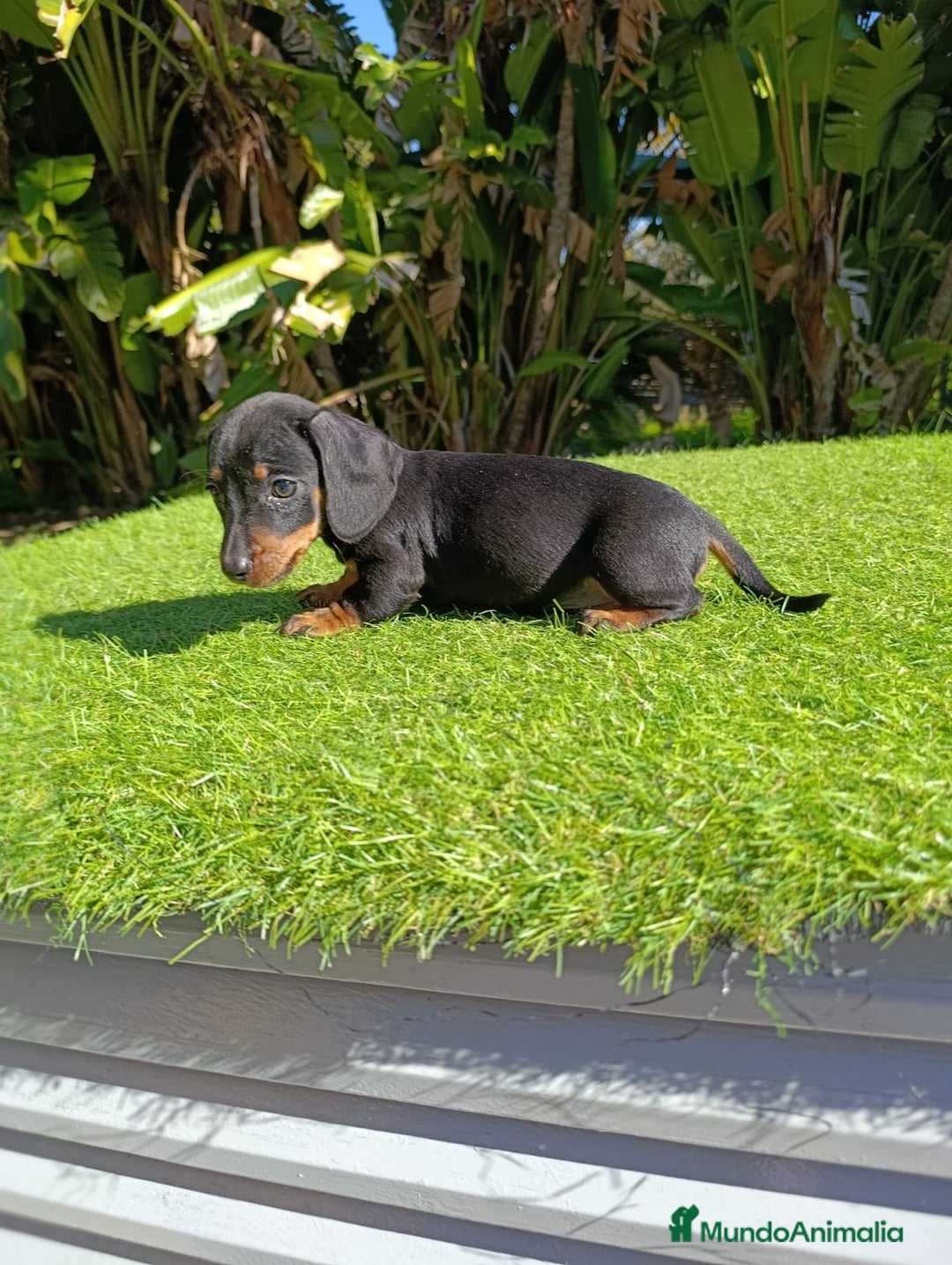 Teckel perros en venta: Teckel kanichen  - Anuncio 3