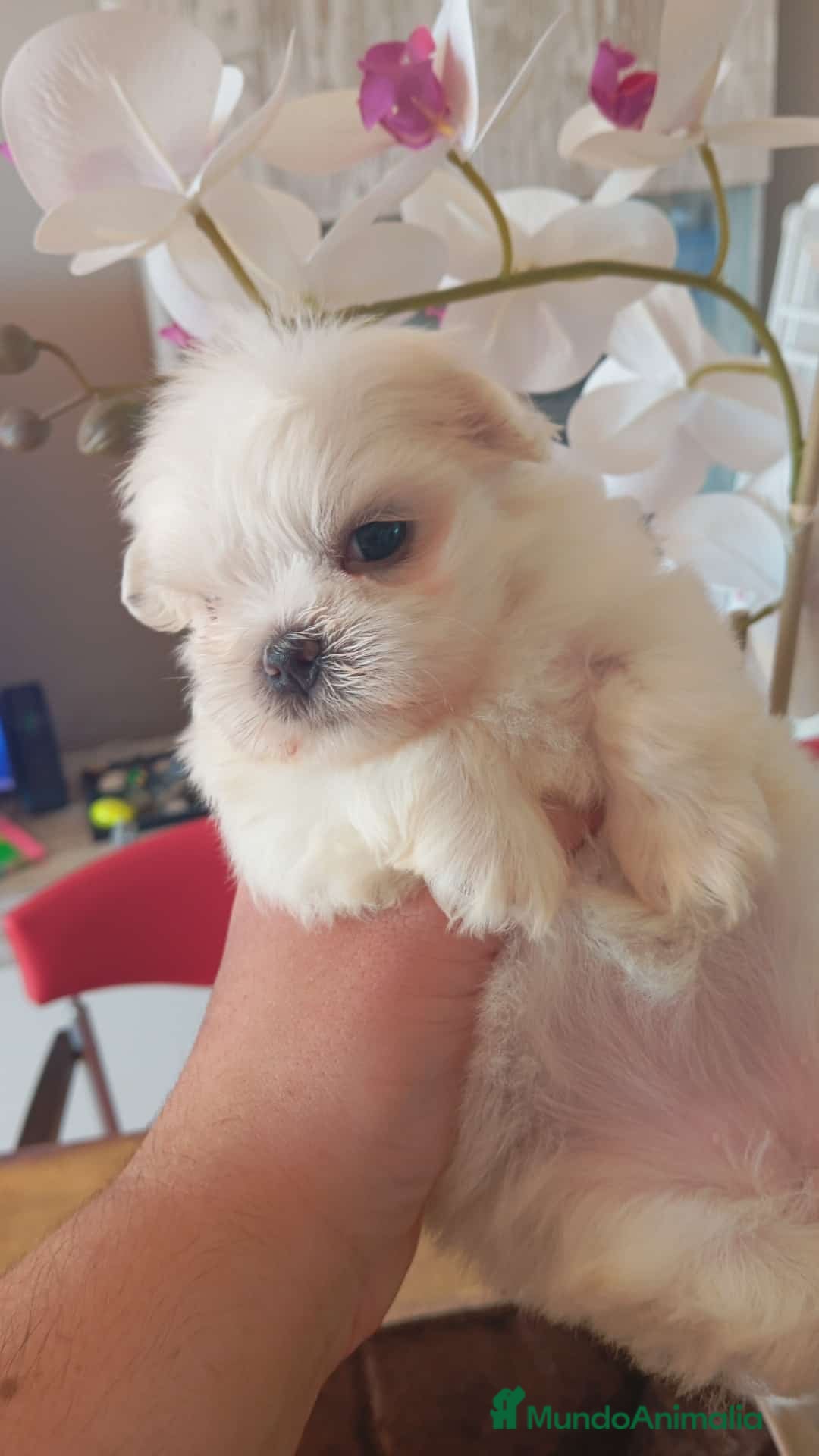 Bichón Maltés perros en venta:  Hermosos bichón maltés  - Imagen 3