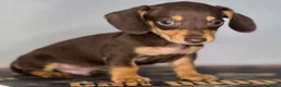 Teckel Miniatura perros en venta: Teckel chocolate inigualables  - Anuncio 3