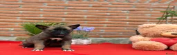 Raza Mixta perros en venta: Mix malinois/husky  - Anuncio 1