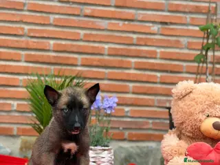 Raza Mixta perros Mix malinois/husky - Anuncio 1
