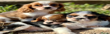 Cavalier King Charles Spaniel Cachorro 1