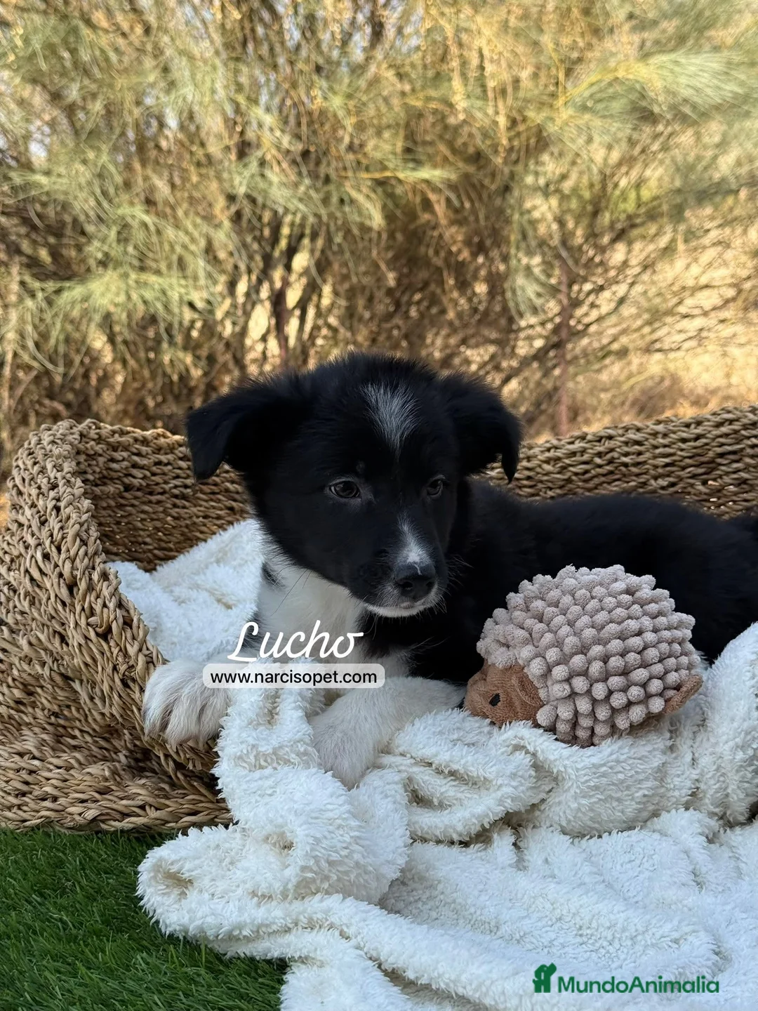 Border Collie perros en venta: CRIADERO DE BORDER COLLIE - Anuncio 7
