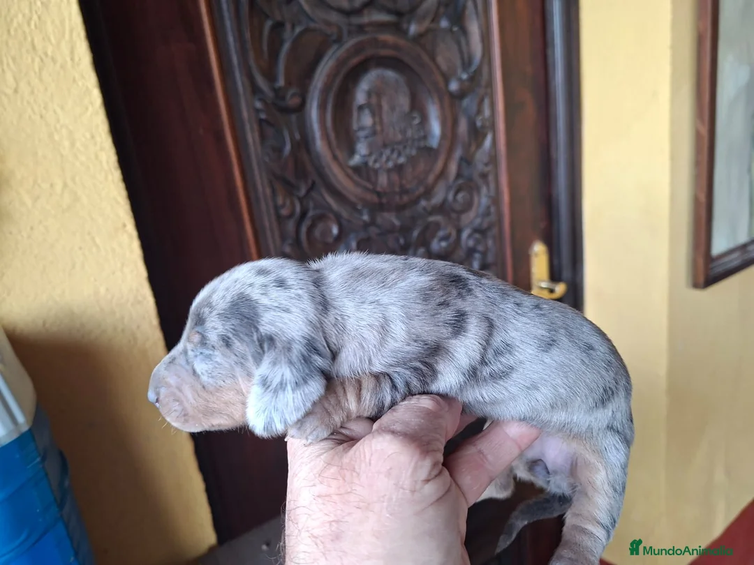 Teckel perros en venta: Venta de teckel kanichen y miniatura - Anuncio 2
