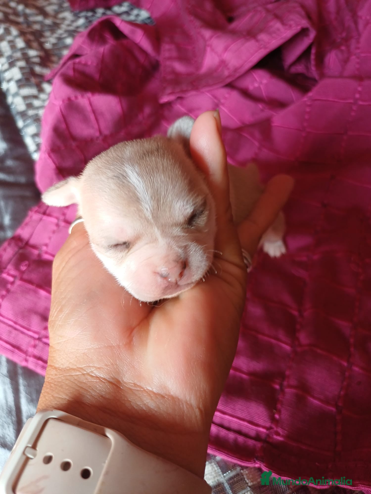 Chihuahua perros Chihuahua hembra canela 🩷🐾 - Anuncio 1
