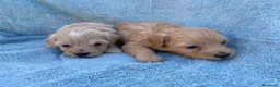 Maltipoo perros en venta: MALTIPOOS - Anuncio 4