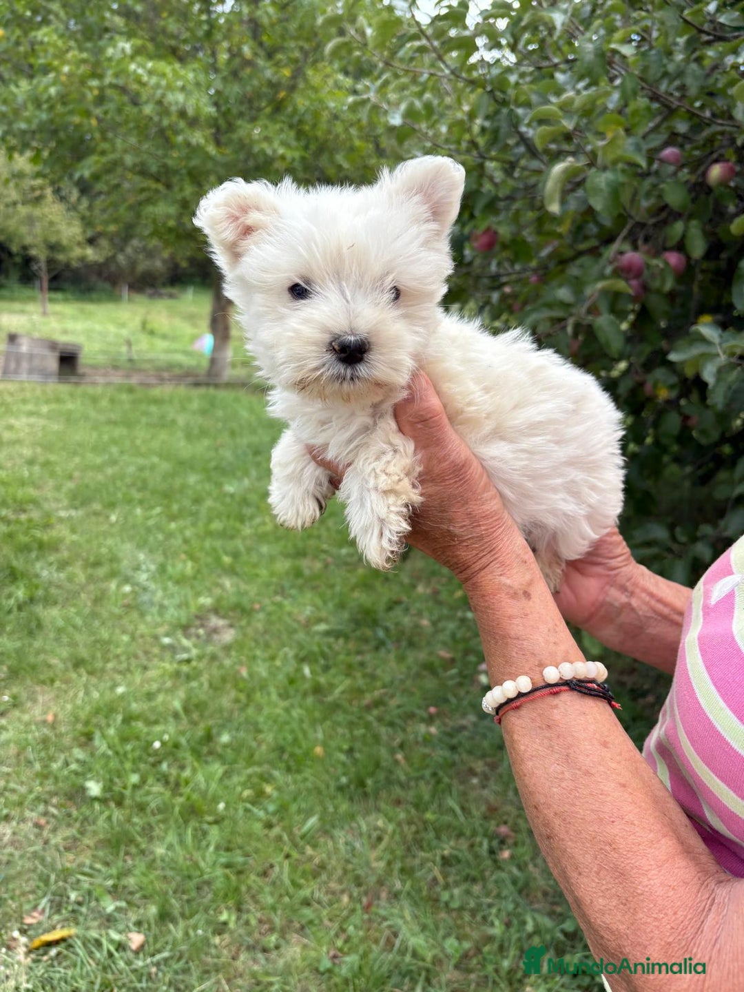 West Highland White Terrier perros en venta: CACHORROS DE WESTY  - Imagen 2