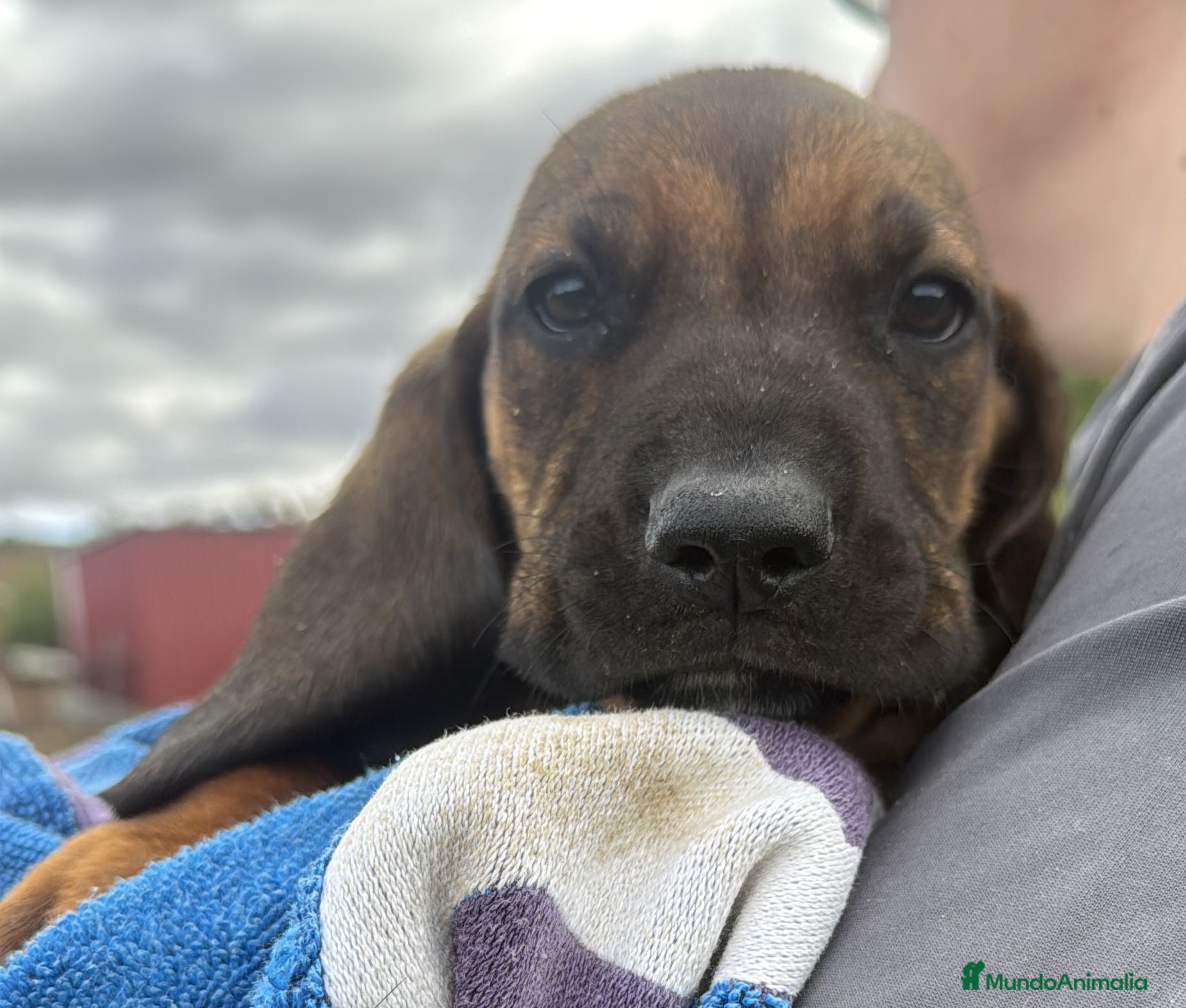 Sabueso de Sangre de Baviera perros Cachorro sabueso de Baviera  - Anuncio 1
