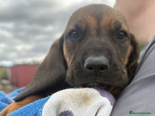 Sabueso de Sangre de Baviera perros - Anuncio 13