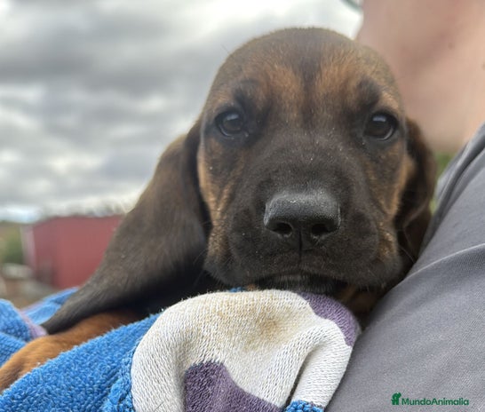 Sabueso de Sangre de Baviera perros - Anuncio 1