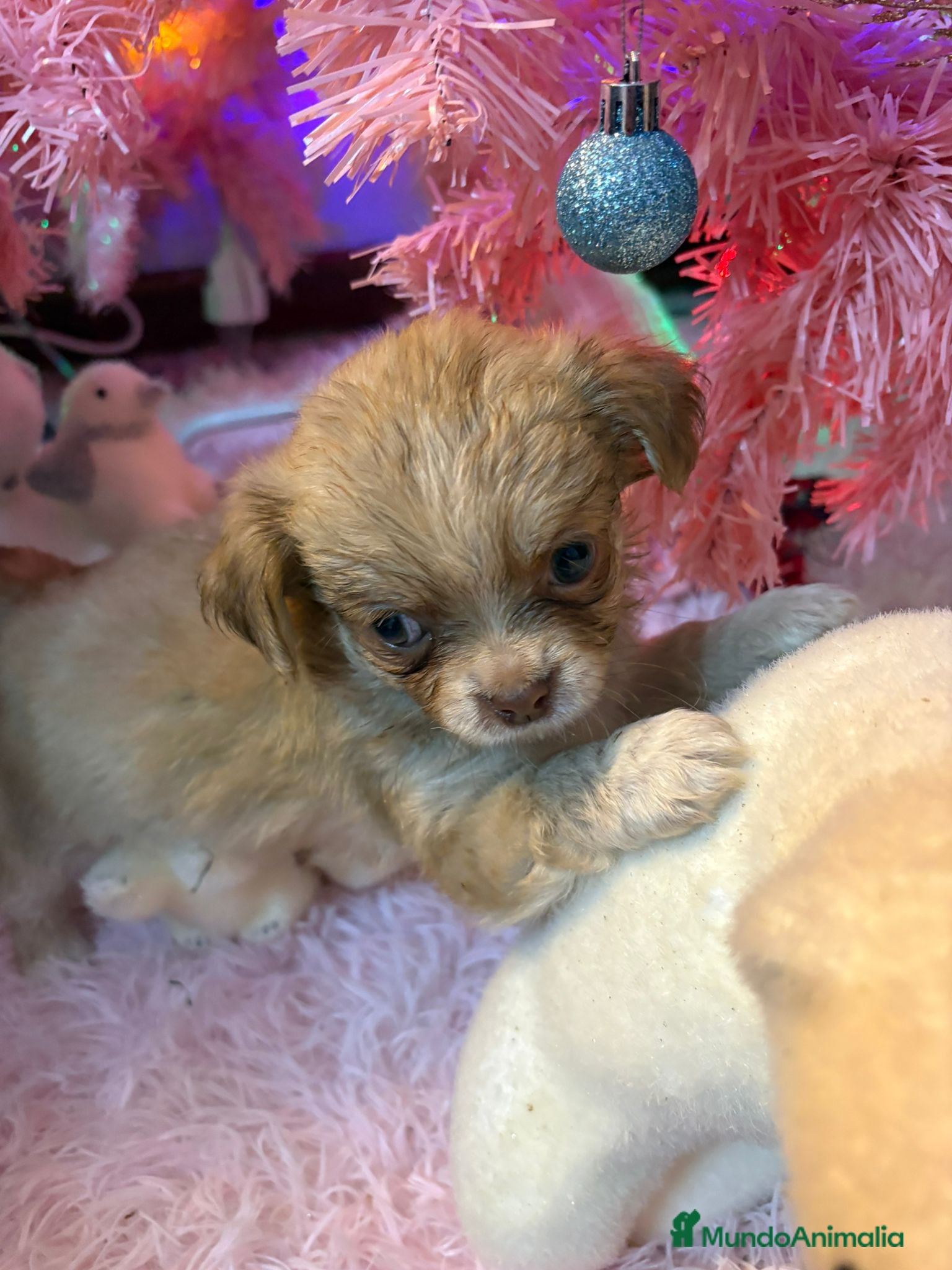 Chihuahua perros Chihuahua toy pelo largo  - Anuncio 32