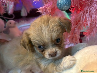 Chihuahua perros Chihuahua toy pelo largo - Anuncio 1