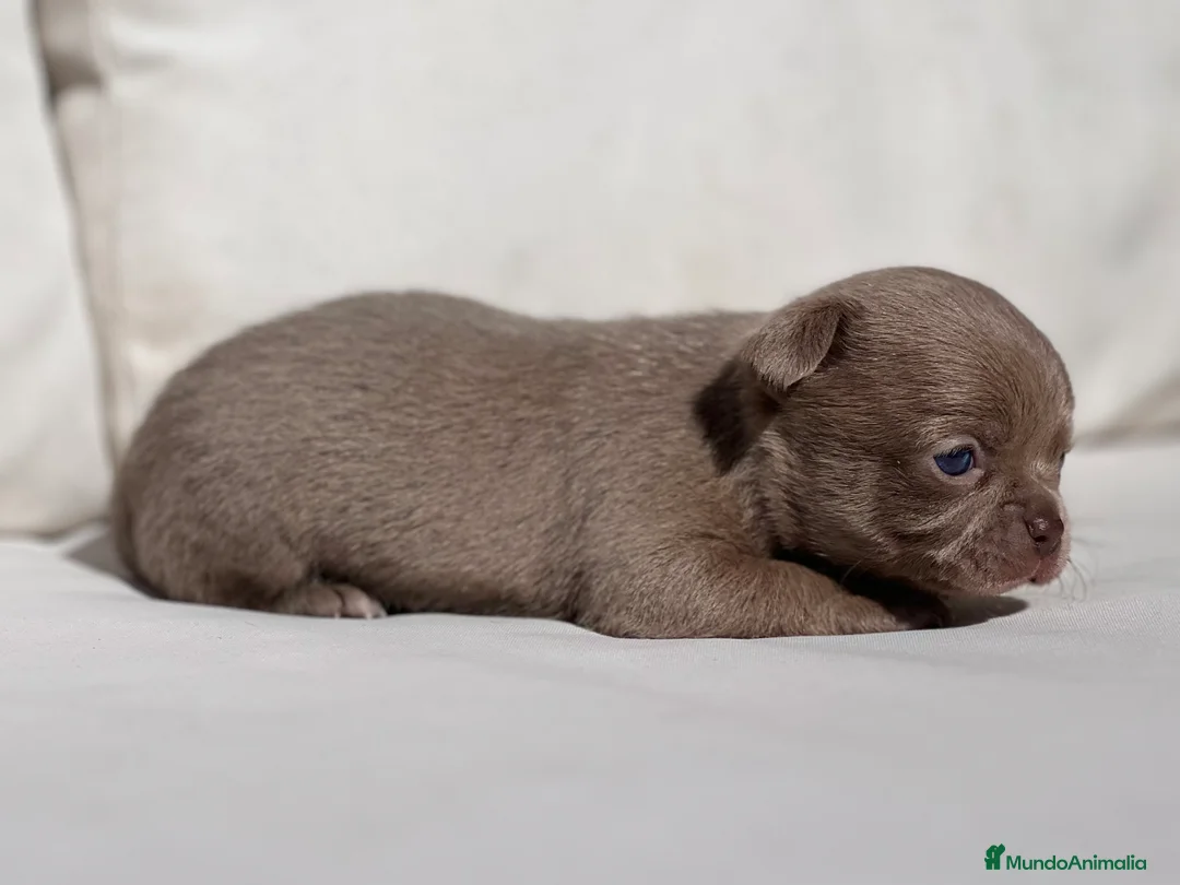 Chihuahua perros en venta: CHIHUAHUA BLUE LÍNEA RUSA  - Anuncio 5