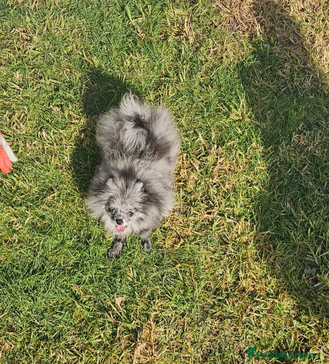 Pomerania perros en venta: PRECIOSA HEMBRITA MERLE  - Anuncio 4