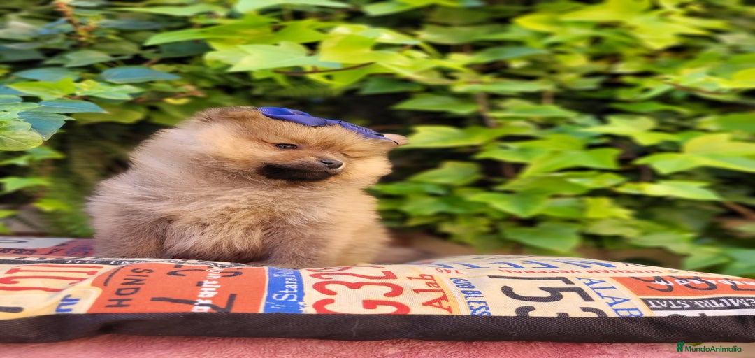 Imagen de galería {{count}}