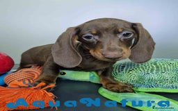 Teckel Miniatura perros en venta: Teckel Macho DCD 1574 AQUANATURA - Imagen 4