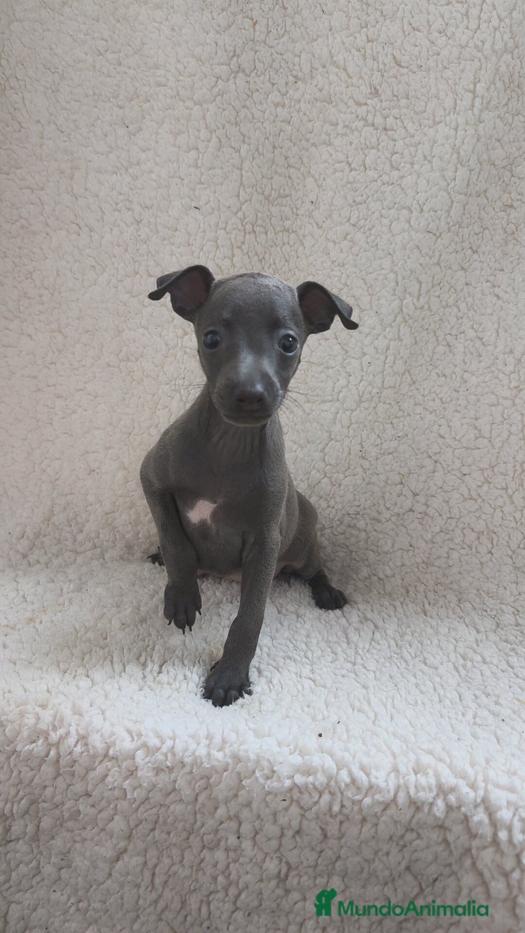 Pequeño Lebrel Italiano perros en venta: Pequeño lebrel Italiano  - Imagen 3