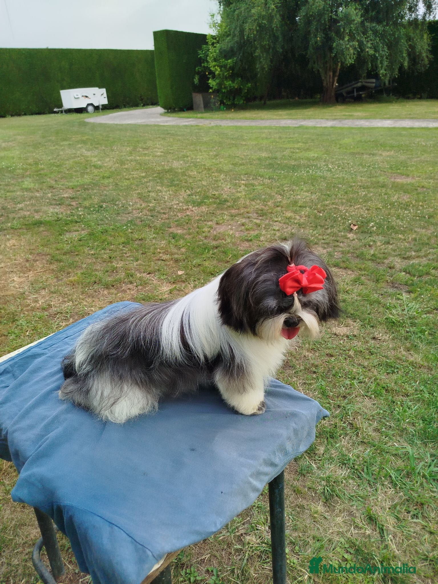 Shih Tzu perros Precioso cachorrito de Shih Tzu - Anuncio 1