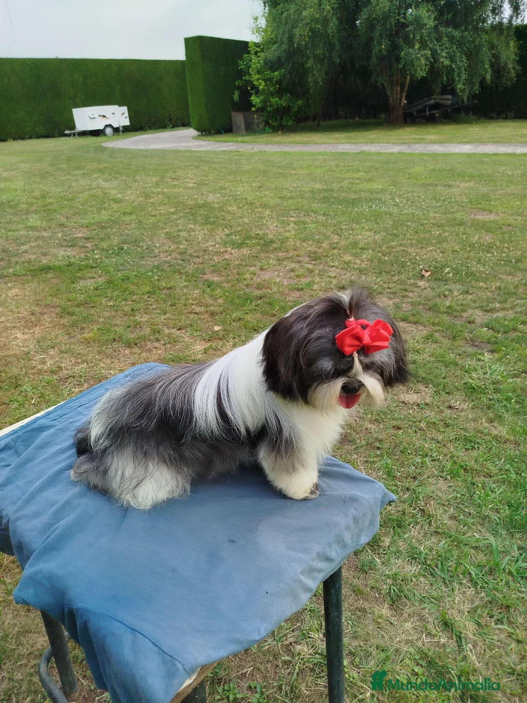 Shih Tzu perros en venta: Precioso cachorrito de Shih Tzu - Anuncio 1