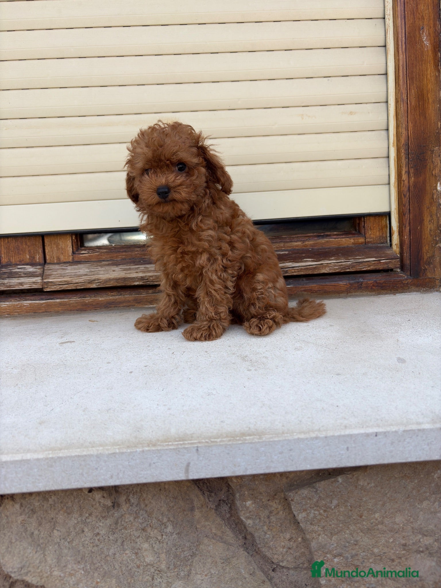 Caniche Toy perros Caniche toy - Anuncio 1