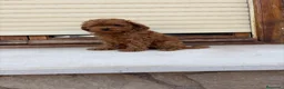 Caniche Toy perros en venta: Caniche toy - Anuncio 1